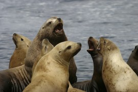 Steller Sea Lion2-540x