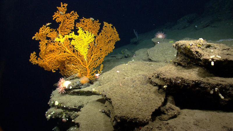 A Paramuricea coral in Nygren Canyon 165 nautical miles southeast of Cape Cod, Massachusetts. Image courtesy of NOAA Okeanos Explorer Program, 2013 Northeast U.S. Canyons Expedition.