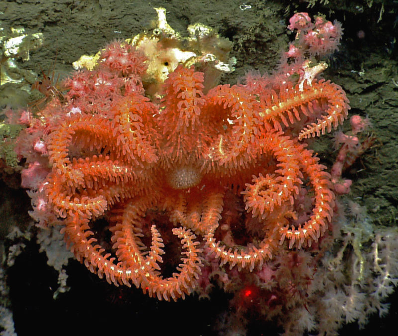 A brisingid seastar rests on a small bubblegum coral in Hydrographer canyon