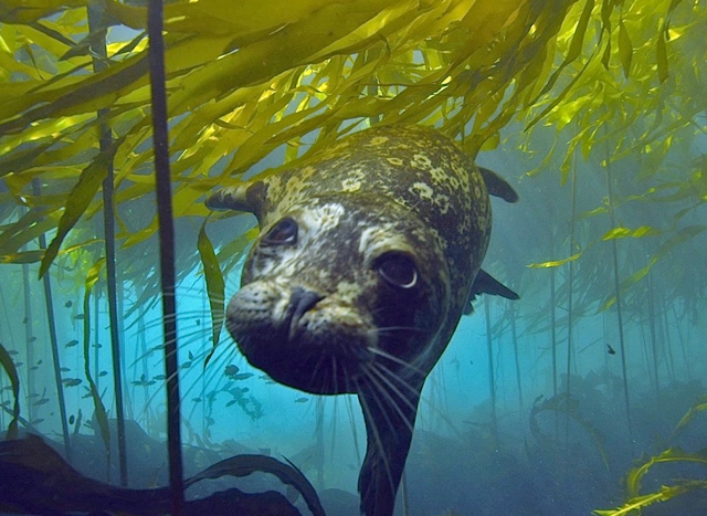 Harbor seal swimming through kelp